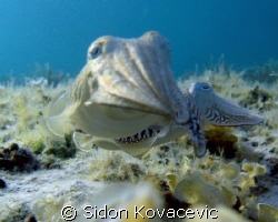 island korcula 
about 10m deep
 by Sidon Kovacevic 